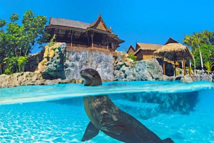 Die Seelöweninsel Siam Park Teneriffa